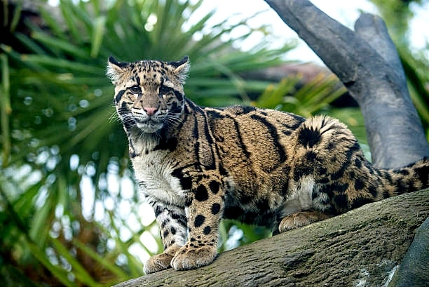 মেঘলা চিতা বড় বিড়াল প্রজাতি
