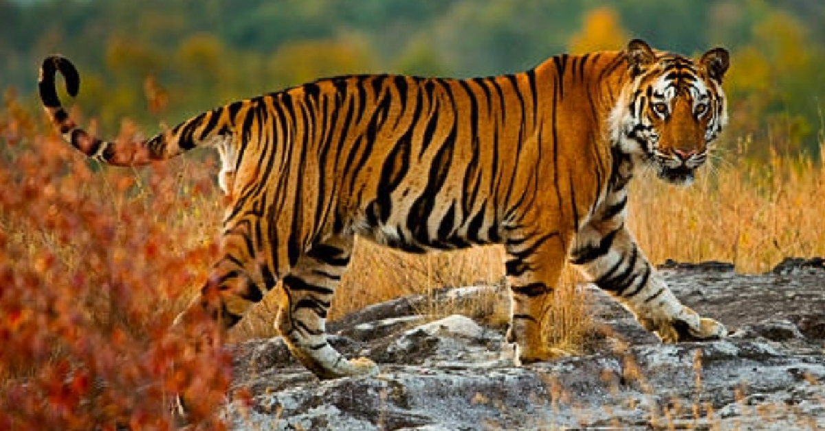 রয়েল বেঙ্গল টাইগার বড় বিড়াল প্রজাতি